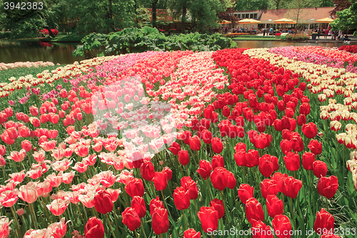 Image of Tulip field in Keukenhof Gardens, Lisse, Netherlands