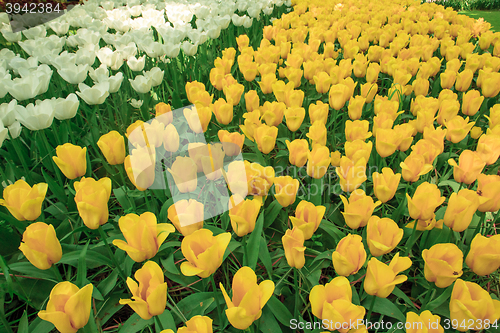 Image of Tulip field in Keukenhof Gardens, Lisse, Netherlands