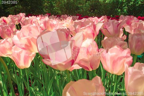 Image of Tulip field in Keukenhof Gardens, Lisse, Netherlands