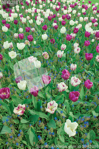 Image of Tulip field in Keukenhof Gardens, Lisse, Netherlands