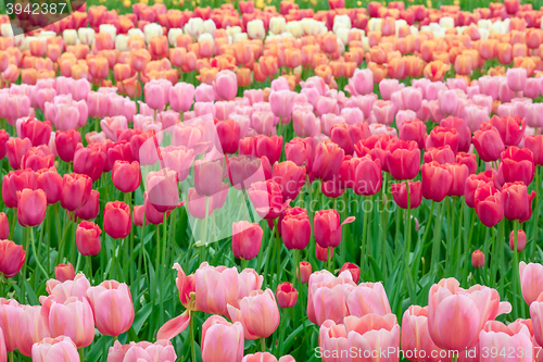 Image of Tulip field in Keukenhof Gardens, Lisse, Netherlands