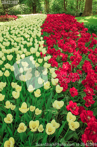 Image of Tulip field in Keukenhof Gardens, Lisse, Netherlands