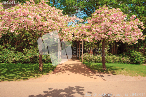 Image of The tree in Keukenhof Gardens, Lisse, Netherlands