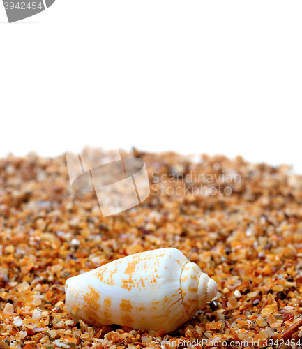 Image of Shell of cone snail on sand