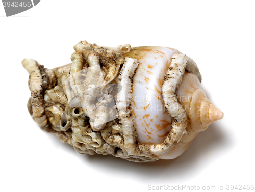 Image of Shell of cone snail