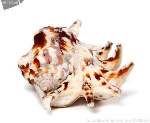 Image of Lambis tiger shell