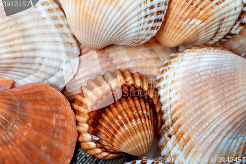 Image of Background of seashells