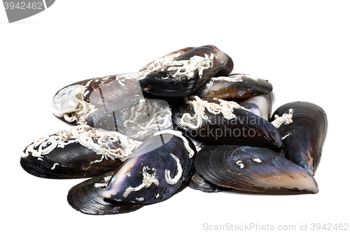 Image of Shells of mussels on white