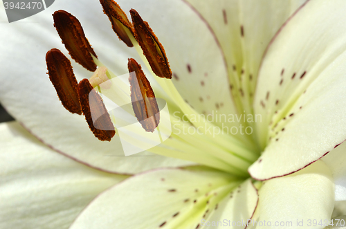 Image of Beautiful lily growing in garden