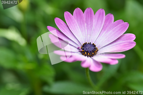 Image of Beautiful purple daisy 