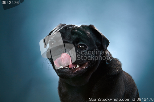 Image of Close-up a Pug puppy in front of blue background