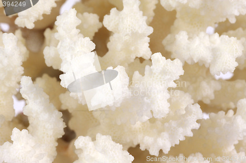 Image of Coral