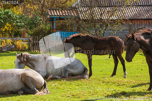 Image of Horses in mountain ranch