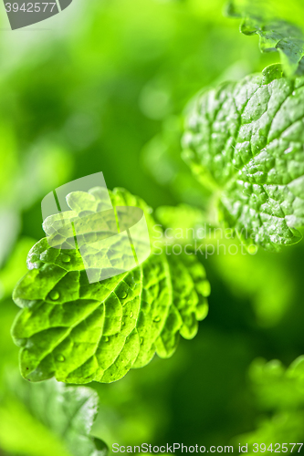 Image of Green fresh melissa