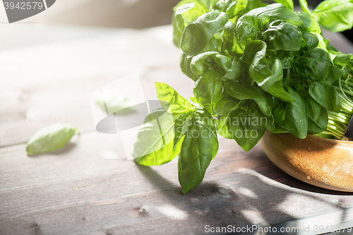 Image of Fresh organic basil