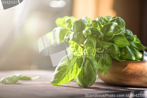 Image of Fresh organic basil