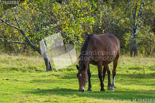 Image of Horses in mountain ranch