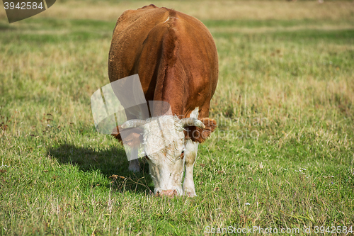 Image of Grazing cow in mountain ranch