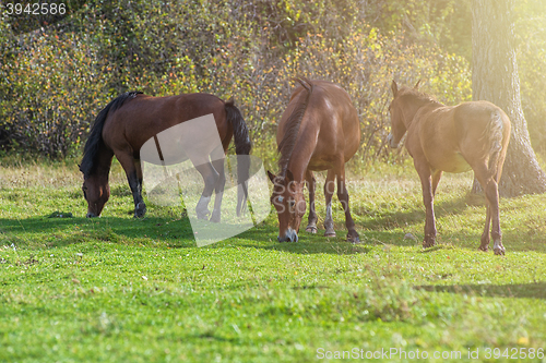 Image of Horses in mountain ranch