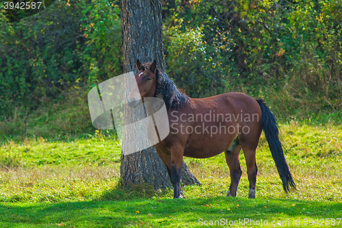 Image of Horses in mountain ranch