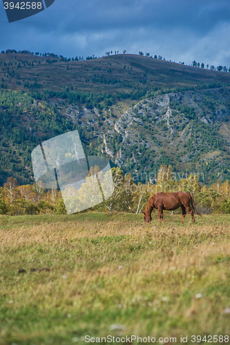 Image of Horses in mountain ranch