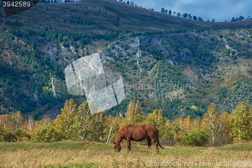Image of Horses in mountain ranch