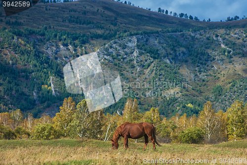 Image of Horses in mountain ranch