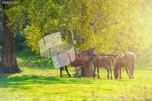 Image of Horses in mountain ranch