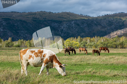 Image of Grazing cow in mountain ranch