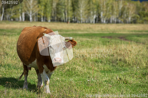 Image of Grazing cow in mountain ranch