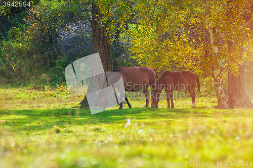 Image of Horses in mountain ranch