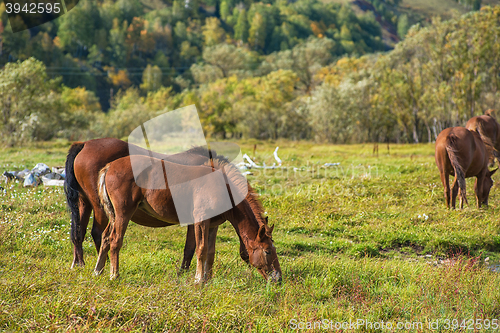 Image of Horses in mountain ranch