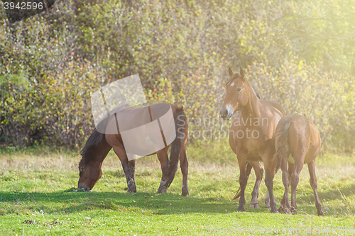 Image of Horses in mountain ranch