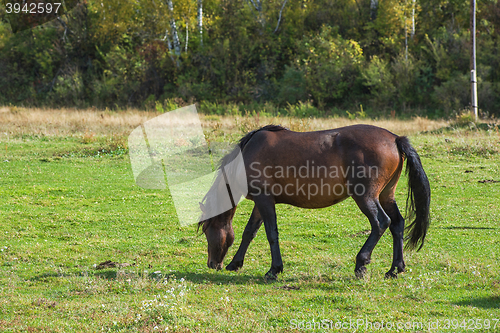 Image of Horses in mountain ranch