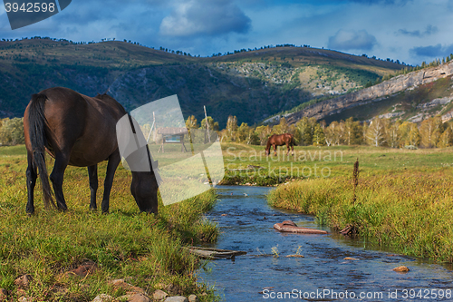 Image of Horses in mountain ranch