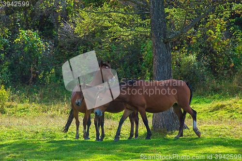 Image of Horses in mountain ranch