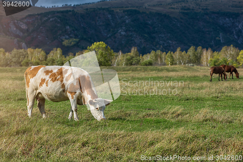 Image of Grazing cow in mountain ranch
