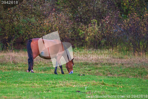 Image of Horses in mountain ranch