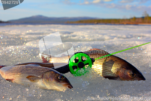 Image of grayling caught on  ice fishing with a spinner