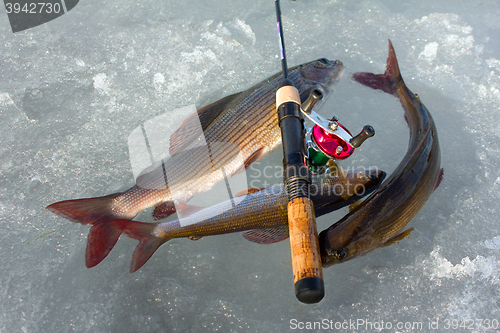 Image of Valuable trophy. Grayling caught on  ice fishing with spinner