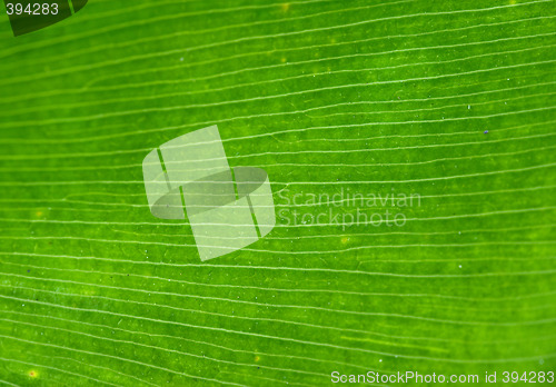 Image of palm leaf background