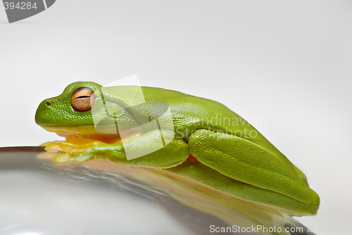 Image of green tree frog on glass