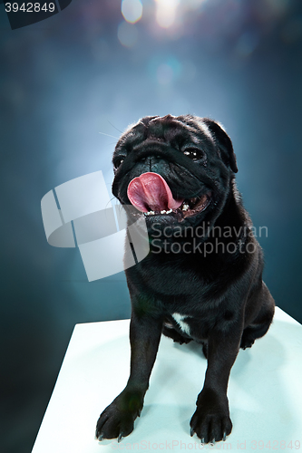 Image of Close-up a Pug puppy in front of blue background