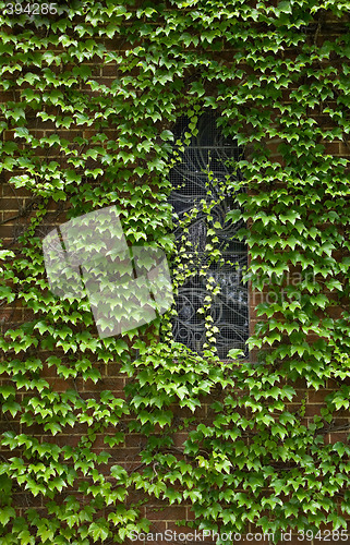 Image of vine covered church building