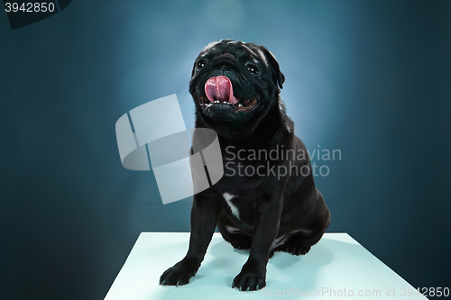 Image of Close-up a Pug puppy in front of blue background