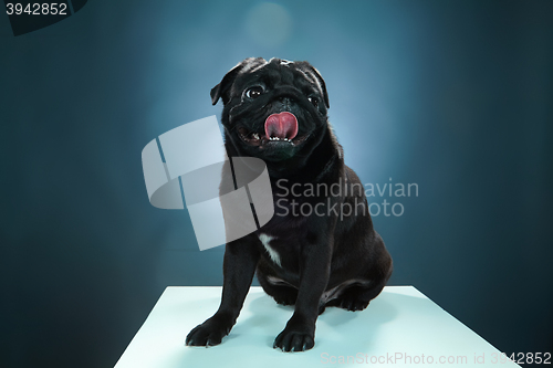 Image of Close-up a Pug puppy in front of blue background