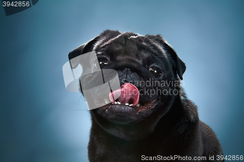 Image of Close-up a Pug puppy in front of blue background