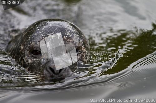 Image of Pinniped- seal 