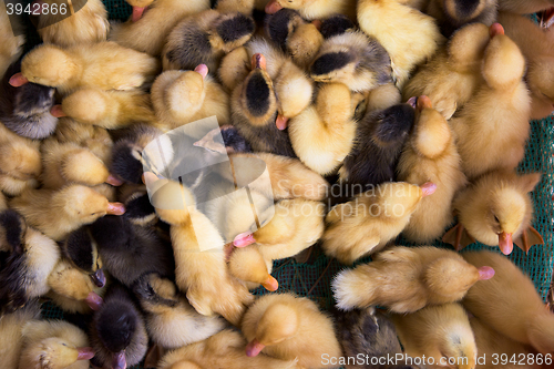 Image of Ducklings at a market in Vietnam