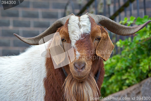 Image of goat